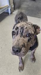 Shelter Stray Female Dog last seen Near BLOCK E WILSON ST, 333 Chandler Pl, San Bernardino, CA 92408, USA
