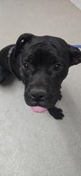 Shelter Stray Female Dog last seen Near BLOCK E WILSON ST, 333 Chandler Pl, San Bernardino, CA 92408, USA