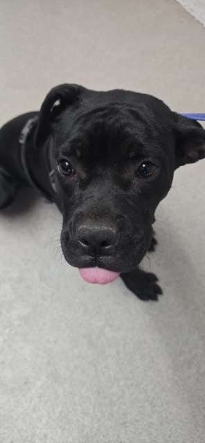 Shelter Stray Female Dog last seen Near BLOCK E WILSON ST, 333 Chandler Pl, San Bernardino, CA 92408, USA