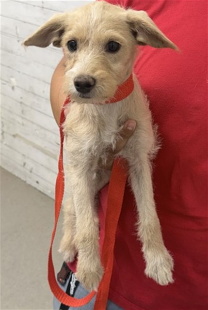 Shelter Stray Female Dog last seen N SIERRA WAY AND 11TH, 333 Chandler Pl, San Bernardino, CA 92408, USA