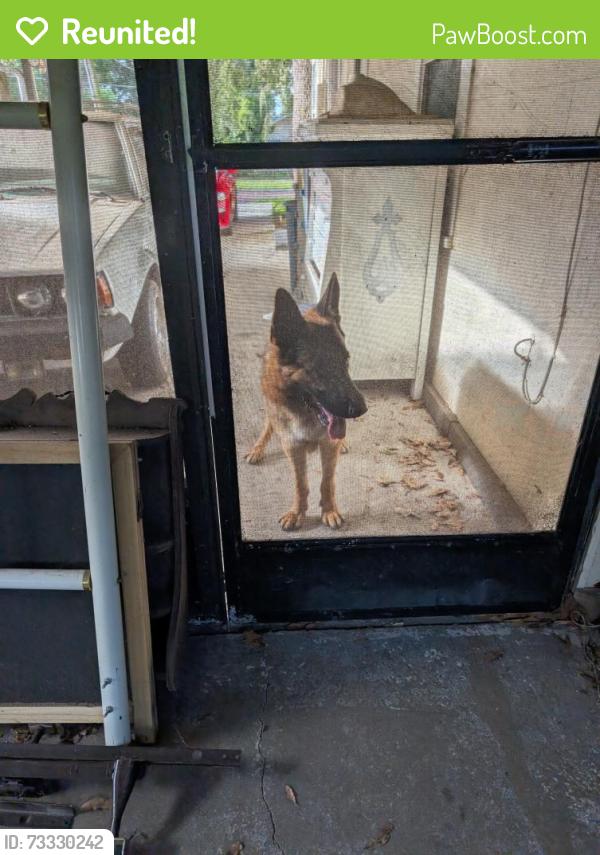 Reunited Male Dog last seen Greenwood St, Lakeland, FL 33815