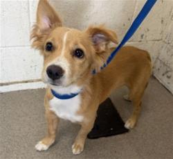 Shelter Stray Male Dog last seen , 333 Chandler Pl, San Bernardino, CA 92408, USA