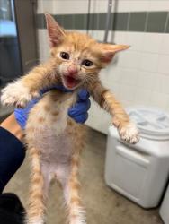Shelter Stray Unknown Cat last seen , 14409 Vanowen St, Van Nuys, CA 91405, USA