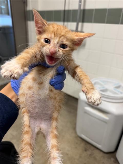Shelter Stray Unknown Cat last seen , 14409 Vanowen St, Van Nuys, CA 91405, USA