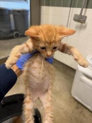 Shelter Stray Unknown Cat last seen , 14409 Vanowen St, Van Nuys, CA 91405, USA