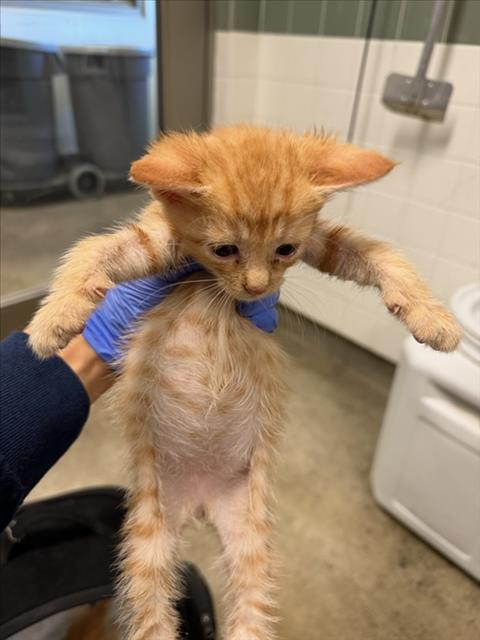 Shelter Stray Unknown Cat last seen , 14409 Vanowen St, Van Nuys, CA 91405, USA