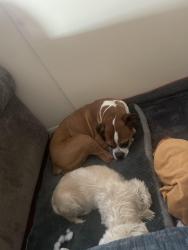 Reunited Female Dog last seen Near Fannin middle school, Amarillo, TX 79110