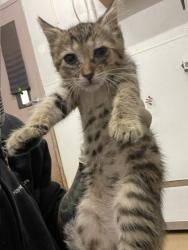 Shelter Stray Female Cat last seen CYPRESS, 16 Barnes Ct, Hayward, CA 94544, USA