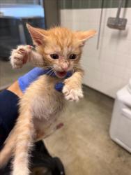 Shelter Stray Unknown Cat last seen , 14409 Vanowen St, Van Nuys, CA 91405, USA