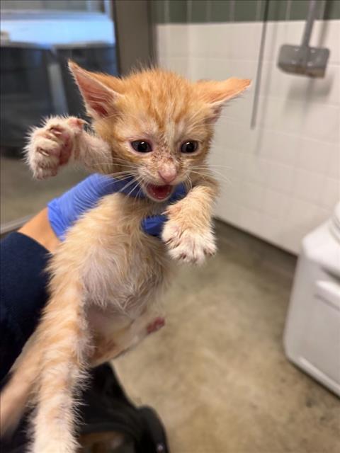 Shelter Stray Unknown Cat last seen , 14409 Vanowen St, Van Nuys, CA 91405, USA