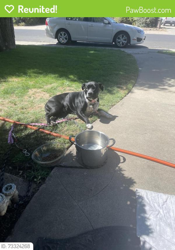 Reunited Female Dog last seen Swain & Kermit, Stockton, CA 95207