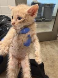 Shelter Stray Unknown Cat last seen , 14409 Vanowen St, Van Nuys, CA 91405, USA