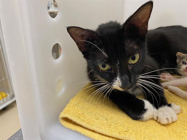 Shelter Stray Female Cat last seen Near BLOCK S 13TH ST, 3839 W Burnham St, West Milwaukee, WI 53215, USA