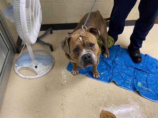 Shelter Stray Male Dog last seen Near BLOCK W NASH ST, 3839 W Burnham St, West Milwaukee, WI 53215, USA
