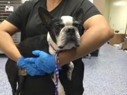 Shelter Stray Male Dog last seen FRED WARING AND MONROE ST INDIO CA 92201, 72050 Pet Land Pl, Thousand Palms, CA 92276, USA
