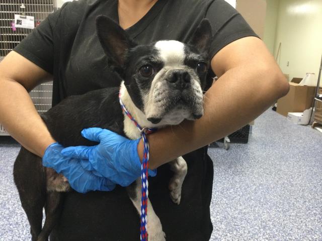 Shelter Stray Male Dog last seen FRED WARING AND MONROE ST INDIO CA 92201, 72050 Pet Land Pl, Thousand Palms, CA 92276, USA
