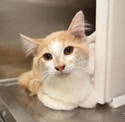 Shelter Stray Male Cat last seen Near BLOCK MAIDEN WAY, 12155 Park Blvd, Brighton, CO 80601, USA