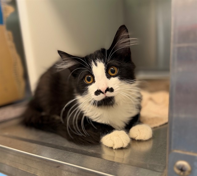 Shelter Stray Male Cat last seen Near BLOCK MAIDEN WAY, 12155 Park Blvd, Brighton, CO 80601, USA