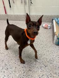 Shelter Stray Male Dog last seen CLERMONT ST AND E 70TH AVE, 12155 Park Blvd, Brighton, CO 80601, USA