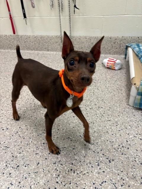 Shelter Stray Male Dog last seen CLERMONT ST AND E 70TH AVE, 12155 Park Blvd, Brighton, CO 80601, USA