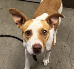 Shelter Stray Female Dog last seen , 4000 N Silverbell Rd, Tucson, AZ 85745, USA