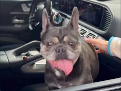 Found/Stray Female Dog last seen Intersection of cotton bottom and tuscany, Holladay, UT 84121