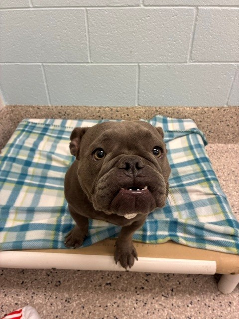 Shelter Stray Female Dog last seen THORNTON PKWY/VINE ST, 12155 Park Blvd, Brighton, CO 80601, USA