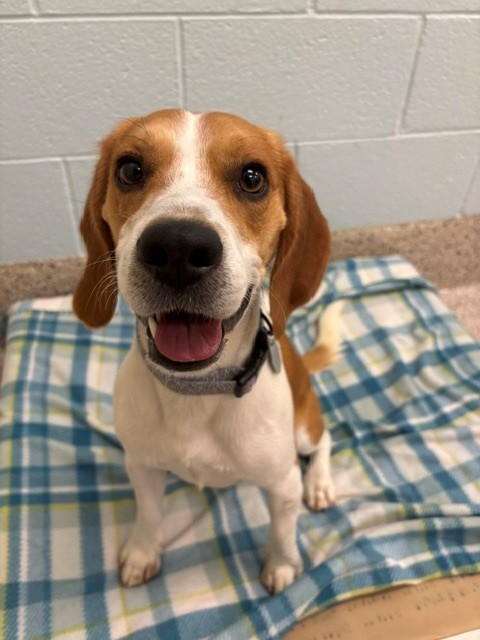 Shelter Stray Male Dog last seen THORNTON PKWY/VINE ST, 12155 Park Blvd, Brighton, CO 80601, USA