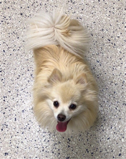 Shelter Stray Female Dog last seen CORONADO & DOWNING DR, 12155 Park Blvd, Brighton, CO 80601, USA