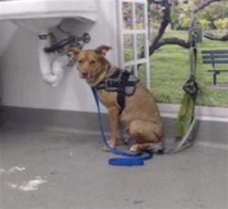 Shelter Stray Female Dog last seen VALENCIA X 17TH, 1419 Bryant St, San Francisco, CA 94103, USA