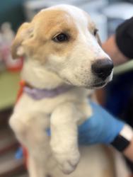 Shelter Stray Female Dog last seen Near BLOCK S 3200 W, TAYLORSVILLE UT 84129, 4522 W 3500 S, West Valley City, UT 84120, USA