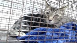 Shelter Stray Male Cat last seen , 1419 Bryant St, San Francisco, CA 94103, USA