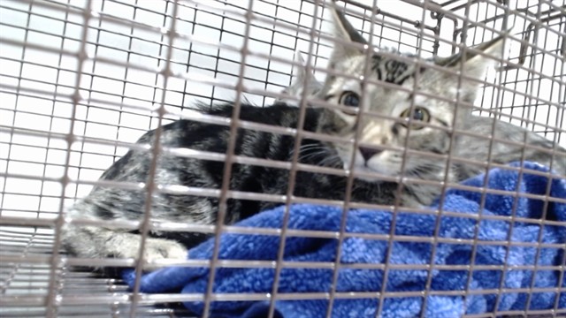 Shelter Stray Male Cat last seen , 1419 Bryant St, San Francisco, CA 94103, USA
