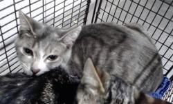 Shelter Stray Female Cat last seen , 1419 Bryant St, San Francisco, CA 94103, USA