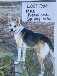 Reunited Male Dog last seen Rutgers, Chula Vista, CA 91912