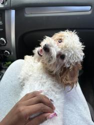 Found/Stray Female Dog last seen Cassingham Circle near Dollar General on Silver Star, Ocoee, FL 34761