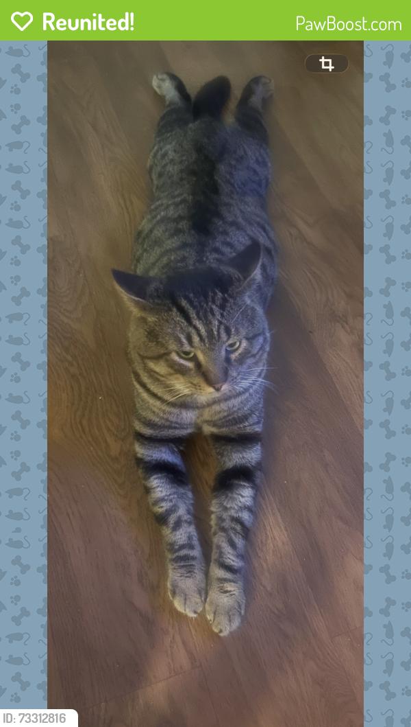 Reunited Male Cat last seen Edinger and flower, Santa Ana, CA 92707
