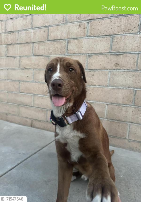 Reunited Male Dog last seen Near, Santa Ana, CA 92701
