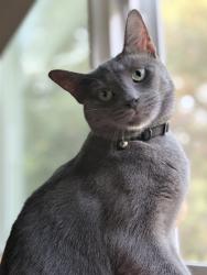 Lost Male Cat last seen Old dunn rd, Apopka, FL 32712