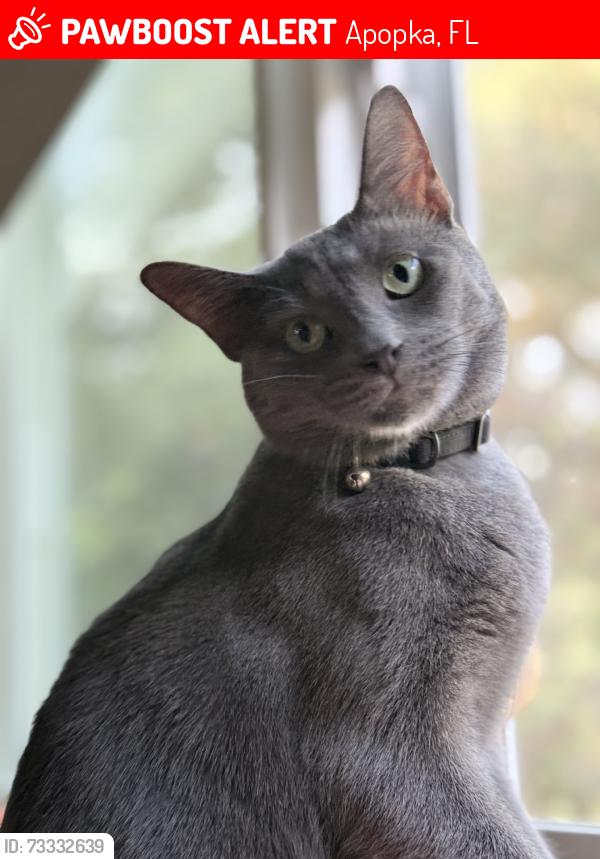 Lost Male Cat last seen Old dunn rd, Apopka, FL 32712
