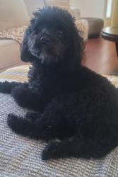 Lost Male Dog last seen Galloway, Mesquite, TX 75150