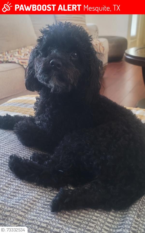 Lost Male Dog last seen Galloway, Mesquite, TX 75150