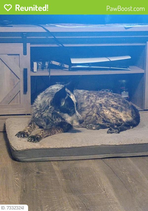 Reunited Female Dog last seen tally street, susan street , wendy’s all in millington same neighborhood, Millington, TN 38053