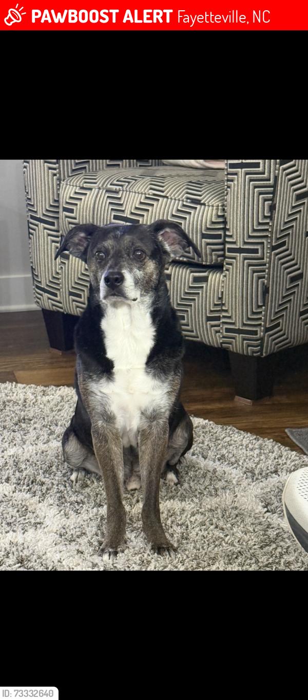 Lost Male Dog last seen Kennesaw Drive and Mountainhome Drive, Fayetteville, NC 28314