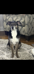 Lost Male Dog last seen Kennesaw Drive and Mountainhome Drive, Fayetteville, NC 28314