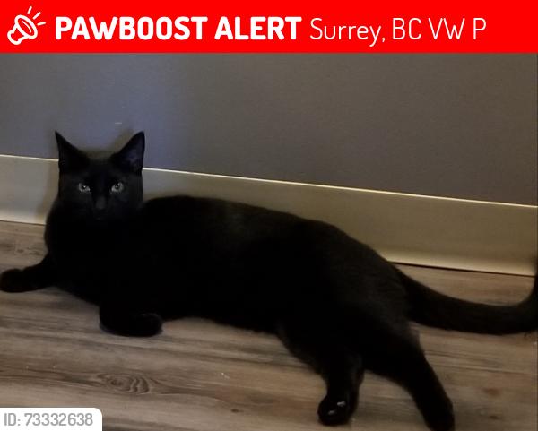 Lost Male Cat last seen Near Ave and 138 St, Surrey, BC V3W 2P6