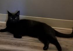 Lost Male Cat last seen Near Ave and 138 St, Surrey, BC V3W 2P6
