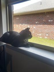 Lost Male Cat last seen End of the neighborhood, Gantt, SC 29605