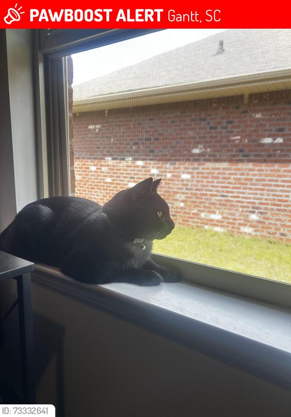 Lost Male Cat last seen End of the neighborhood, Gantt, SC 29605
