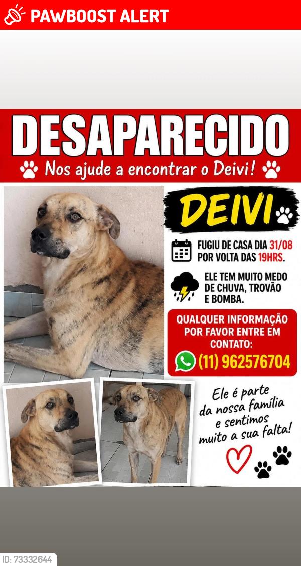 Lost Male Dog last seen Rua Antônio da cruz messias, Jardim Ibirapuera, SP 05814-130